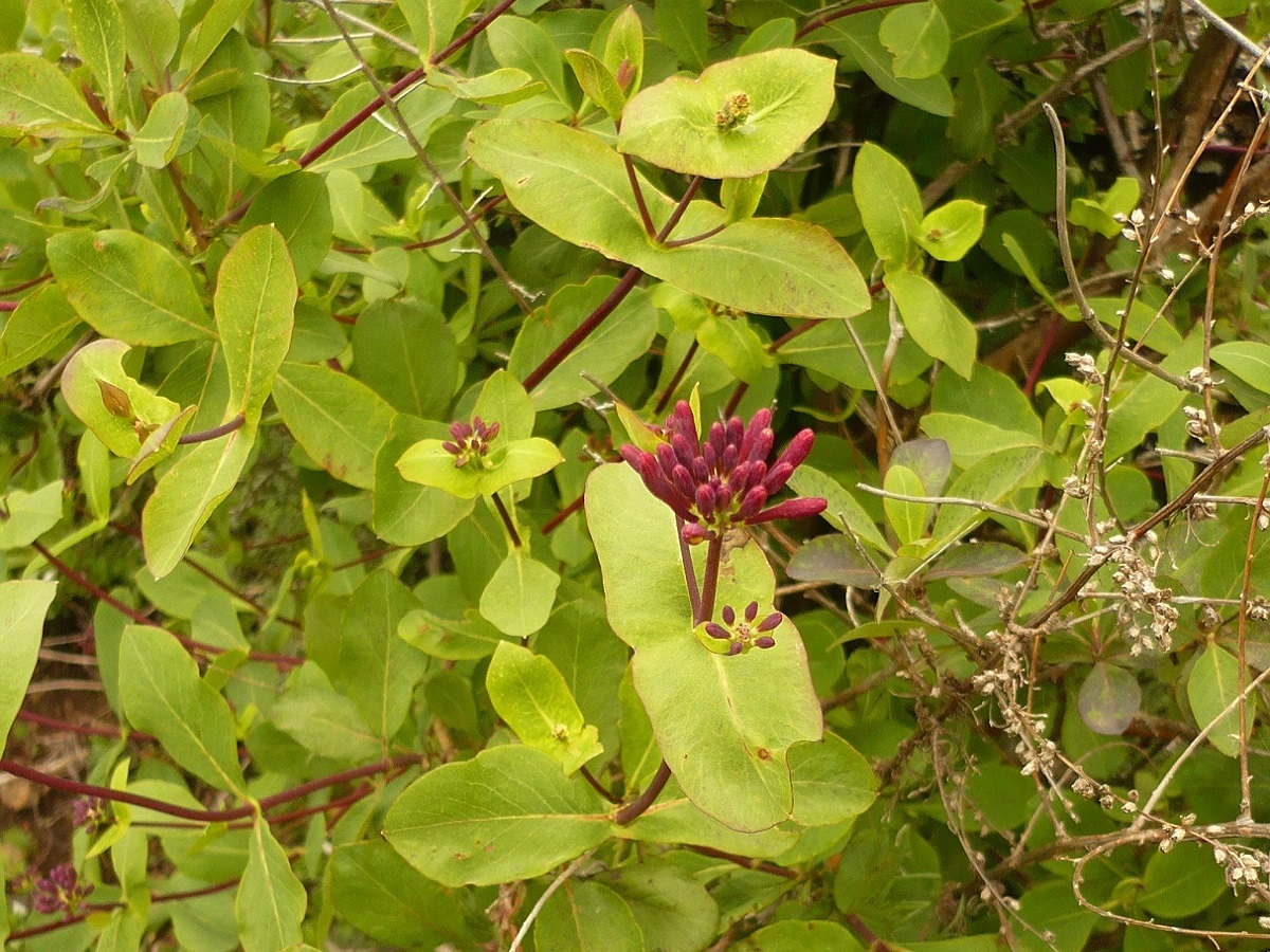 Lonicera etrusca (Caprifoliaceae)